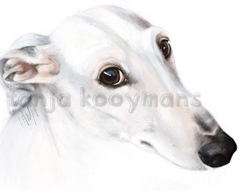 Greyhound, Galgo, Galgo Espagñol, Whippet, Iggy, sighthounds, Dog,  Art print size 8x12 inch