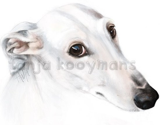 Sighthounds Decal - Whippet - Greyhound - Galgo - Barzoi