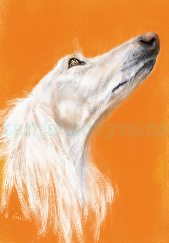 white saluki