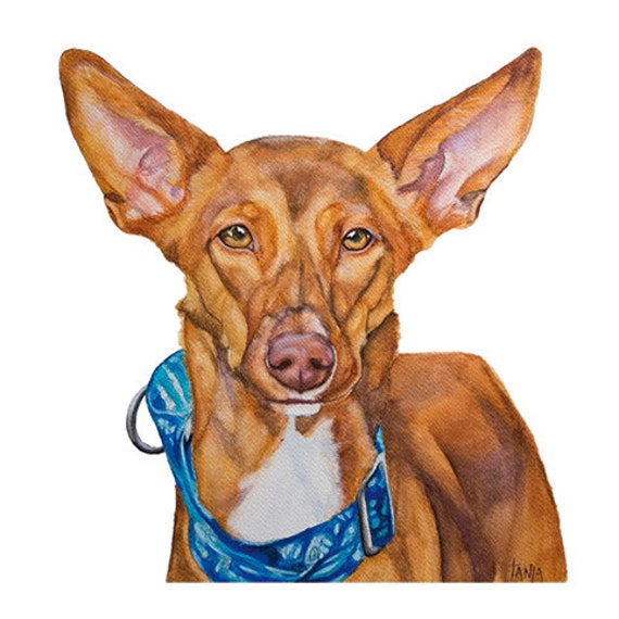 Podenco Ibizan Hound Dog Pin Brooch Podenco Ibizan Hound Dog Pin Brooch