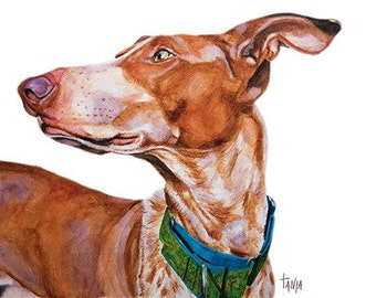 Podenco Canario, Ibizian hound, sighthounds, hounds, Greyhound ,Art print size 8x12 inch