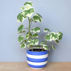 Può includere: Una pianta di geranio in vaso con foglie variegate verdi e bianche. La pianta è in un vaso di ceramica a righe blu e bianche. Il vaso è appoggiato su una superficie di legno su uno sfondo azzurro chiaro.