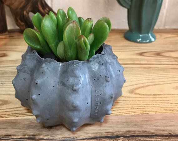 Cactus Planter (Golden Barrel) - Hypertufa