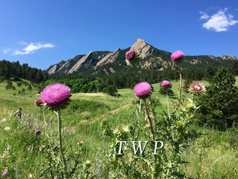 Flatirons /& Wildflowers