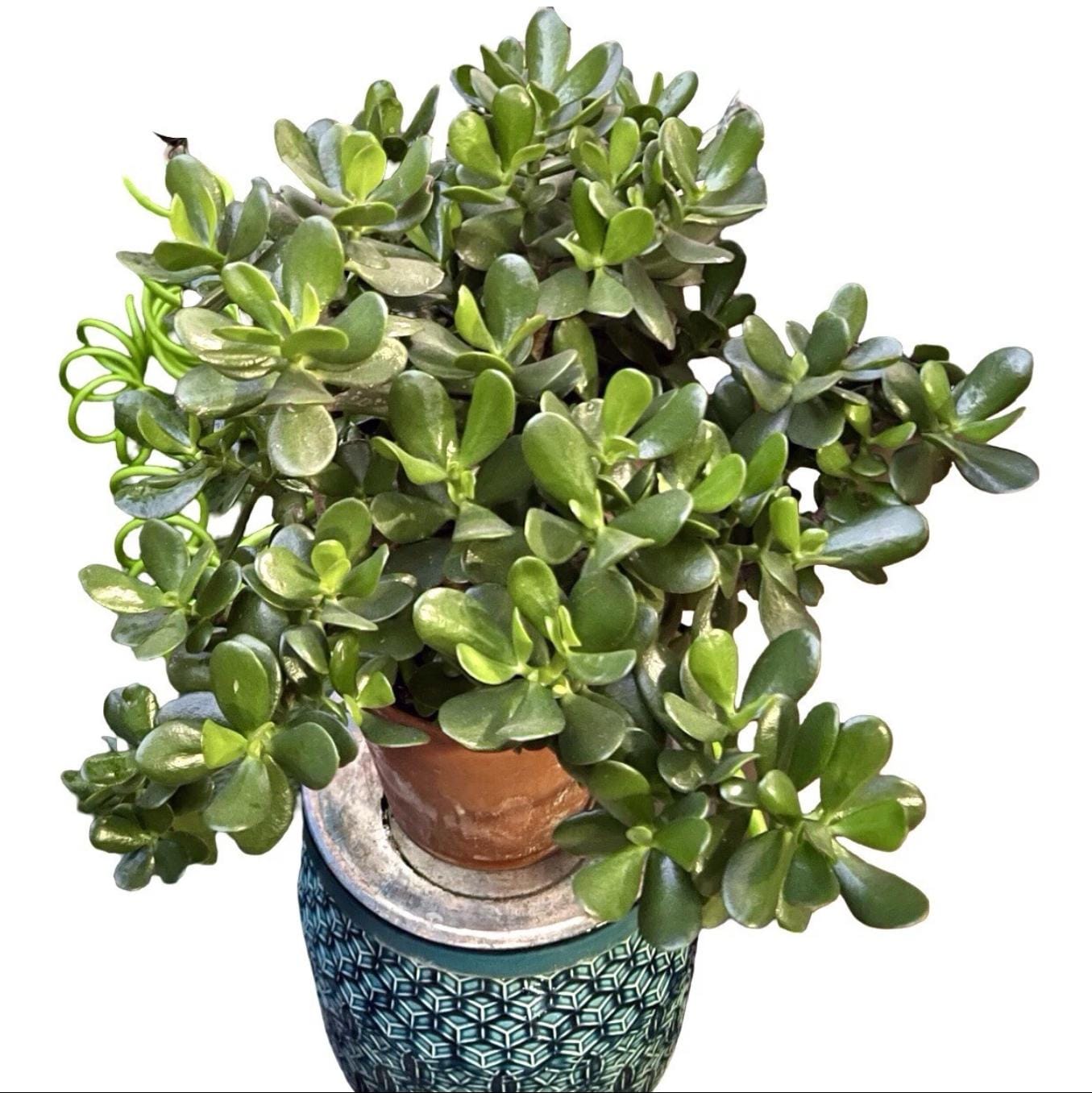 緑色の葉と豆状の果実の盆栽 Jade bonsai tree - Etsy 日本