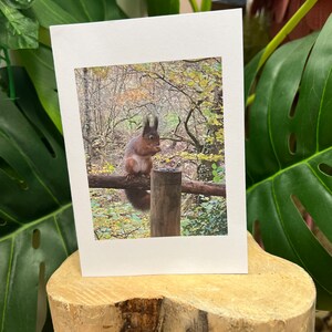 La carte photo ou l'affiche de l'écureuil roux peut être personnalisée avec n'importe quelle salutation sur le devant