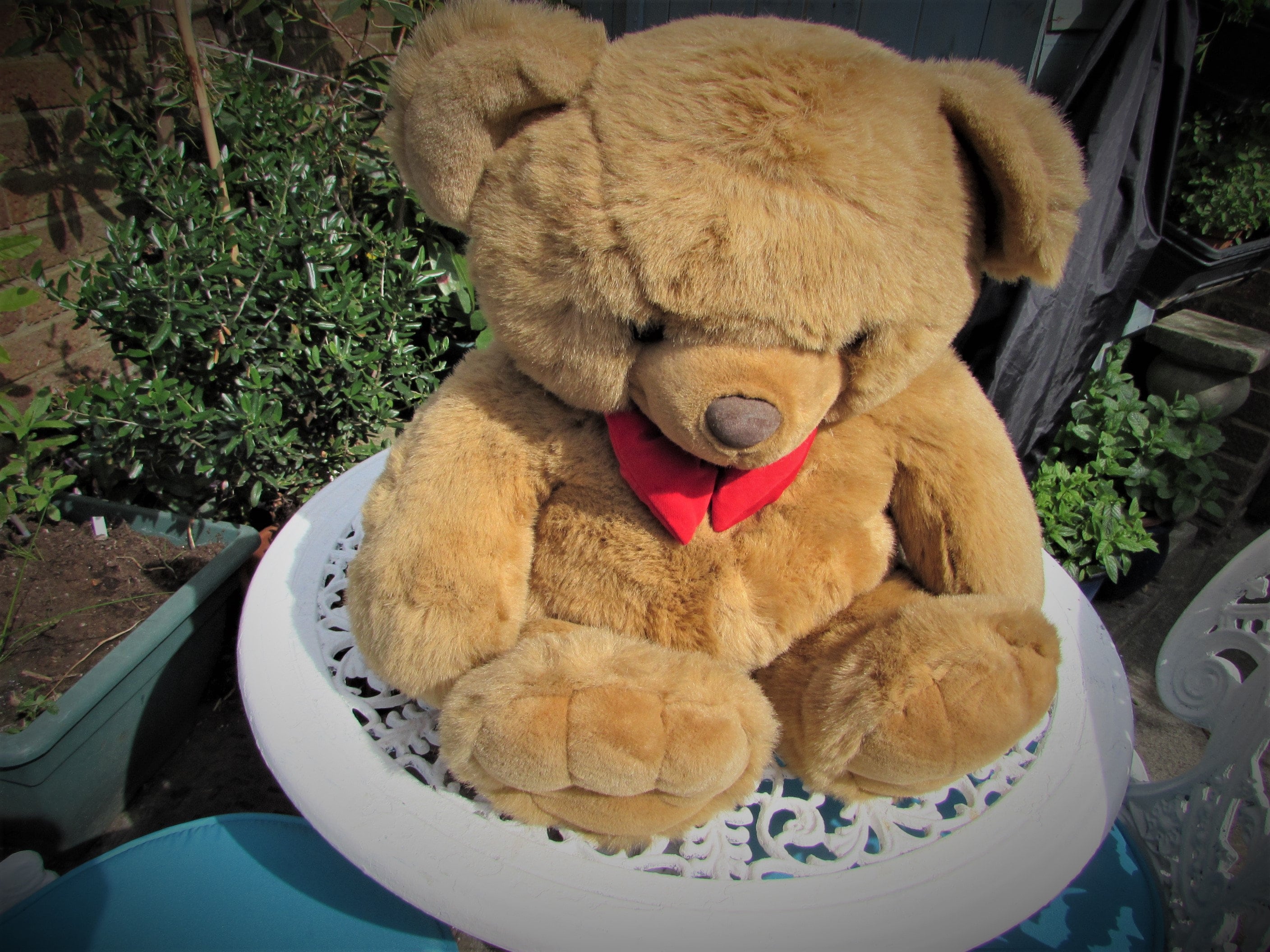 Peeko teddy bear deals
