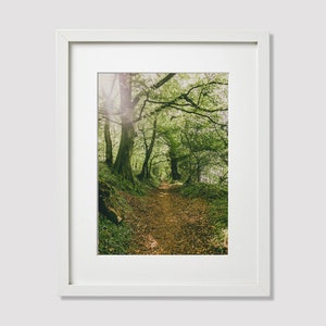 Green Path, Forest Photo, Fine Art Photography Print, Professional Photo Art, Wall Art, Nature Photography, Landscape Photography Prints