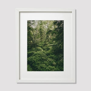 Forest Landscape, Fine Art Photography Print, Professional Photo Art, Wall Art, Nature Photography, Landscape Photography Prints, Home Decor