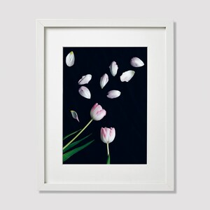 Minimal Tulips Print, Flowers Photo, Fine Art Photography Print, Professional Photo Art, Wall Art, Nature Photography, Home Decor