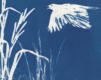 Flying Crow Cyanotype Sunprint