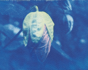 Flowering Maple Cyanotype Sunprint - Hand-tinted Flower Bud