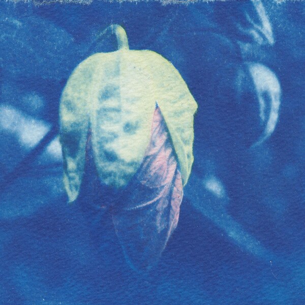 Flowering Maple Cyanotype Sunprint - Hand-tinted Flower Bud