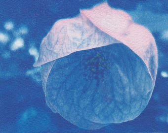 Flowering Maple Cyanotype Sunprint - Hand-tinted Flower