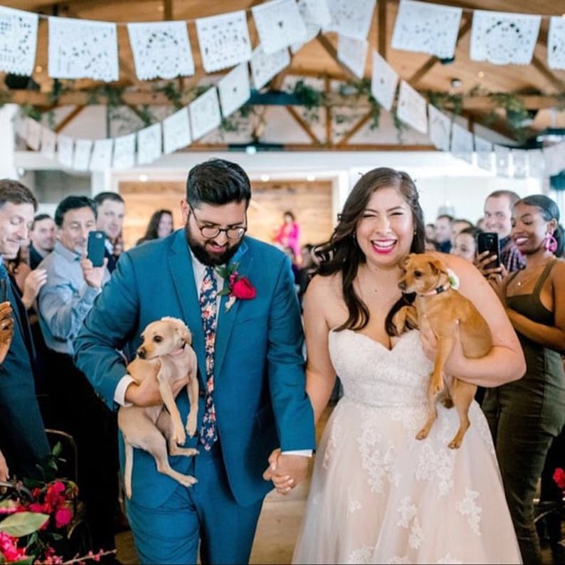 May include: A bride and groom in a wedding ceremony, walking down the aisle with two small dogs. The bride is wearing a white lace wedding dress and the groom is wearing a blue suit with a floral patterned tie. The dogs are both wearing collars.
