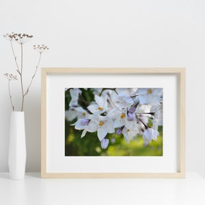 Potato Vine Flower Photography | Southern California Wild Flower Wall Art | White Wild Flower Print | Spring And Summer Photography
