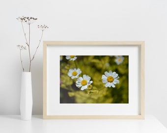 White Wild Flower Print | Wild Daisy Fine Art Print | Daisy Printable Photography | Spring And Summer Photography | White Country Daisies