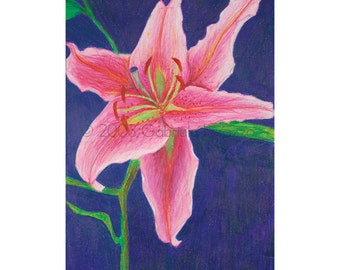 Lily Digital Print of Original Color Pencil Drawing