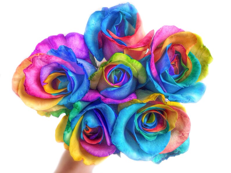 16x20 Metal Print of It Must Have Been the Roses