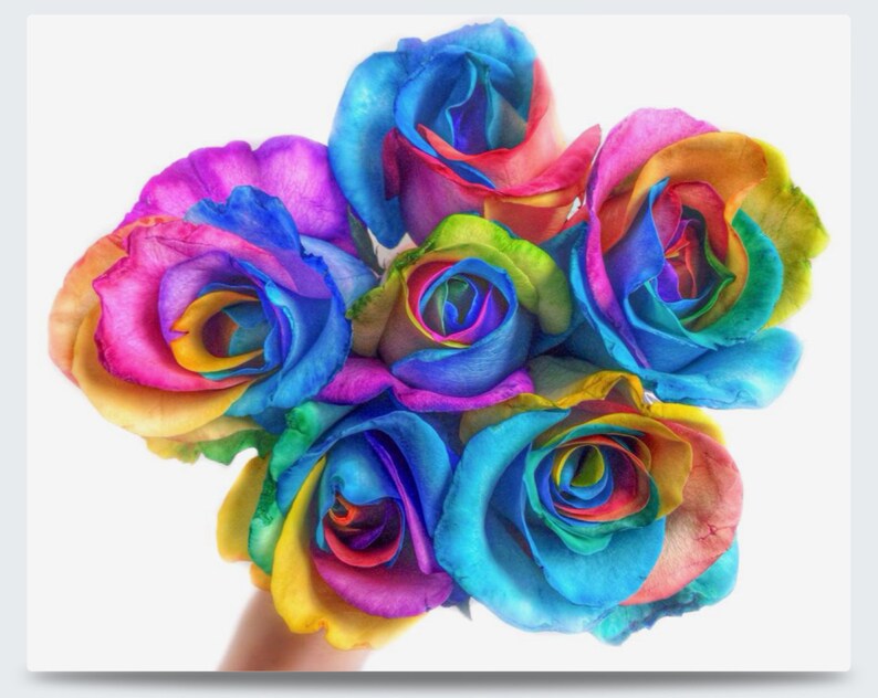 16x20 Metal Print of It Must Have Been the Roses