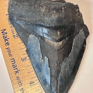 Authentic Fossil megalodon tooth 5”