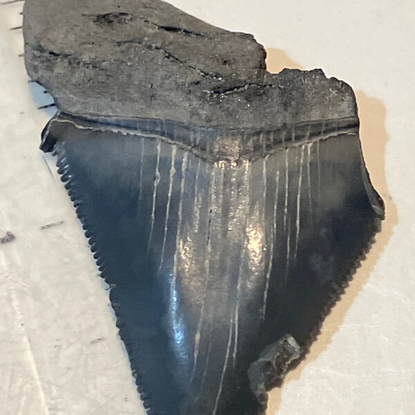 Real Whale Tooth - Etsy