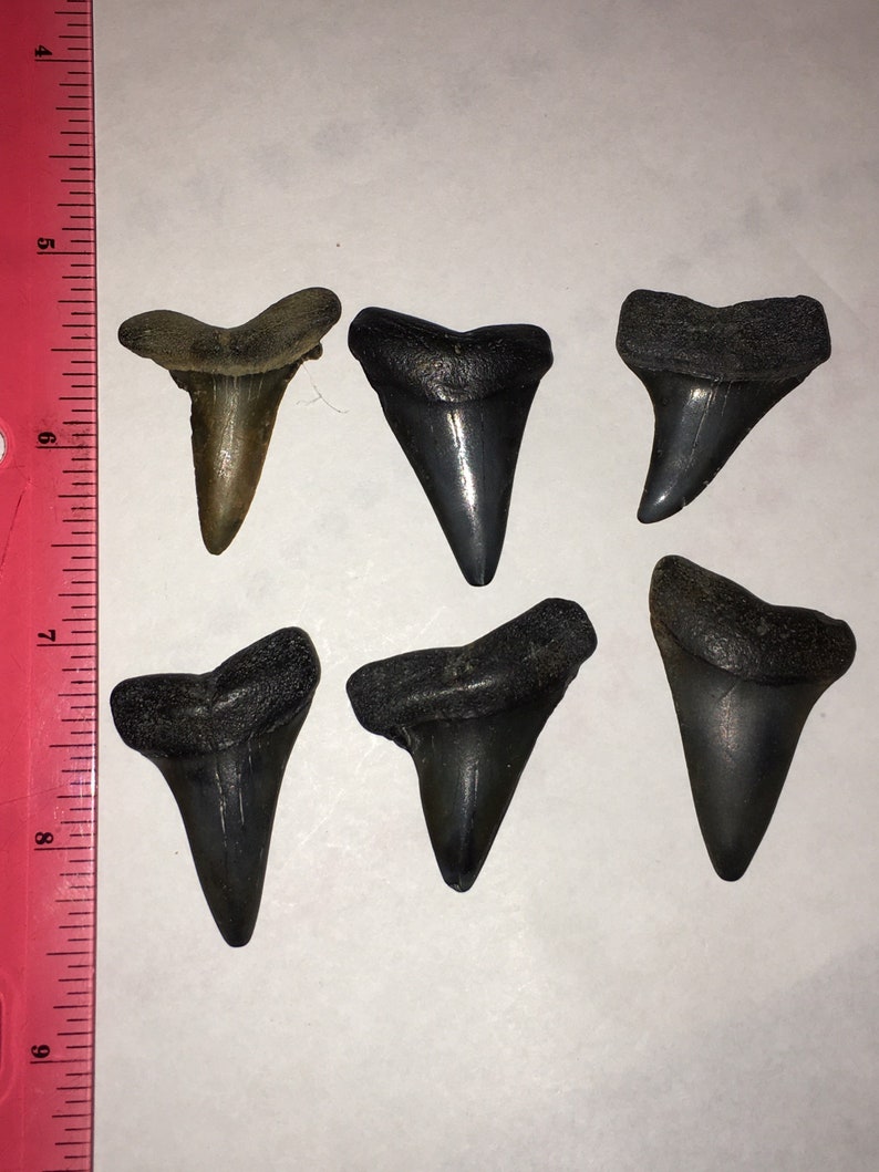 Fossil Mako Teeth!