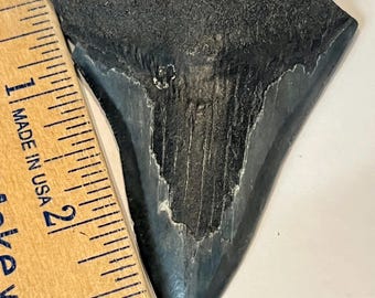 ノースカロライナ州産の巨大な5.01インチのメガロドン化石歯
