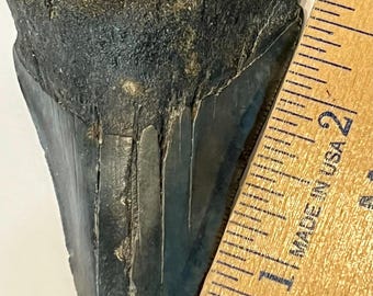 3 1/4” Authentic Megalodon tooth