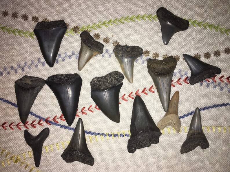 Fossil Mako Teeth!