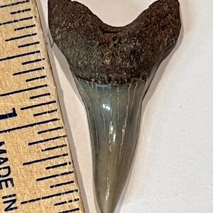 1 3/4”  Lower Mako Tooth