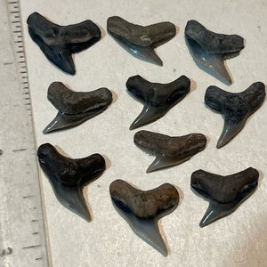 Fossil Tiger shark- gem quality!