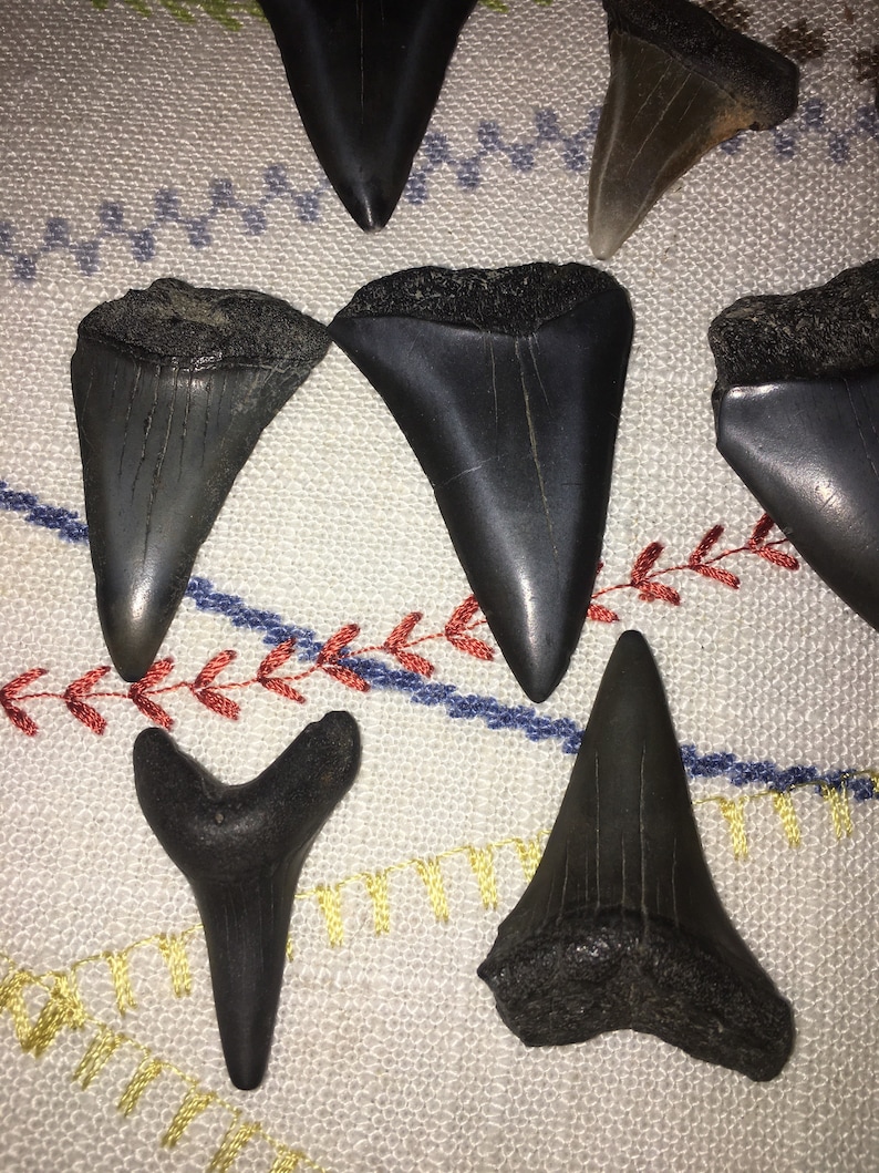 Fossil Mako Teeth!