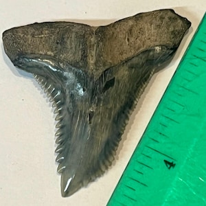1 9/16 Zoll authentische Hemipristis-Zähne