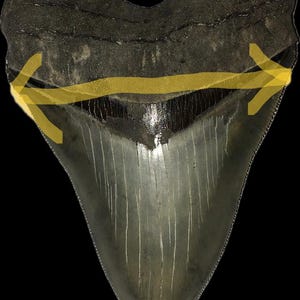 Pu&ograve; includere: Un dente di squalo fossilizzato con una corona triangolare grigio scuro e una radice testurizzata. Un grafico a freccia gialla a due punte &egrave; sovrapposto alla larghezza del dente per indicare la misurazione sullo sfondo nero.