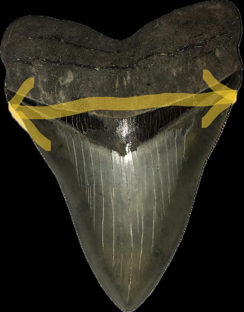Pu&ograve; includere: Un dente di squalo fossilizzato con una corona triangolare grigio scuro e una radice testurizzata. Un grafico a freccia gialla a due punte &egrave; sovrapposto alla larghezza del dente per indicare la misurazione sullo sfondo nero.