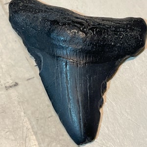 1 3/4” Beautiful Fossil Megladon  Tooth