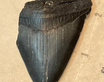 Authentic Fossil Megladon Tooth