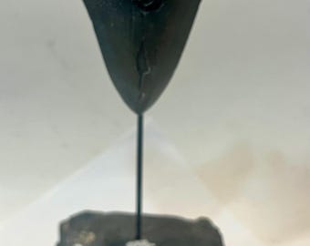 Supporto per dente fossile di Megalodonte