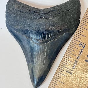 Authentic Fantastic 3 1/2” Megalodon tooth