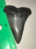 Fossil Mako Teeth!  Large 