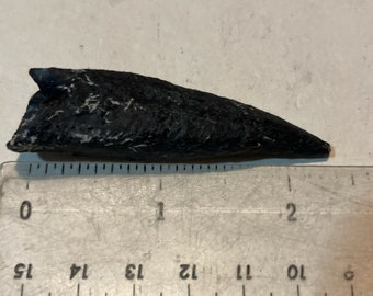 Fossil Konopsis Tooth