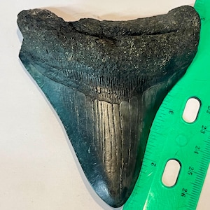 May include: A fossilized shark tooth with a dark, textured surface and a triangular shape. The tooth is positioned next to a bright green plastic ruler, which shows the width of the tooth base is approximately 3.5 inches across.