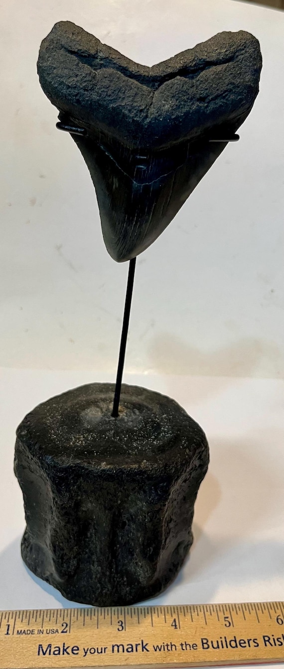 Fossil Megalodon Tooth Stand on Fossil Vertebrae