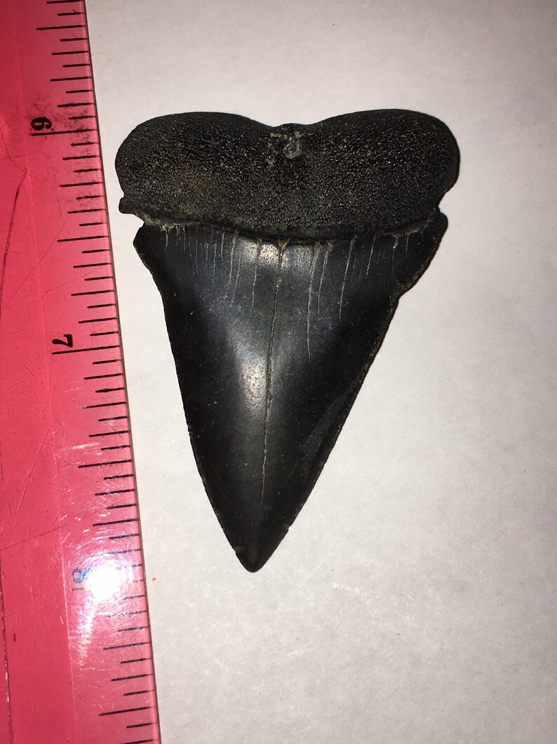 Fossil Mako Teeth!