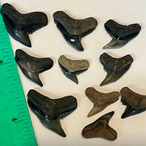 Fossil tigerhaj – ädelstenskvalitet!