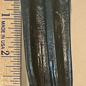 Fossil horse Mesohippus tooth