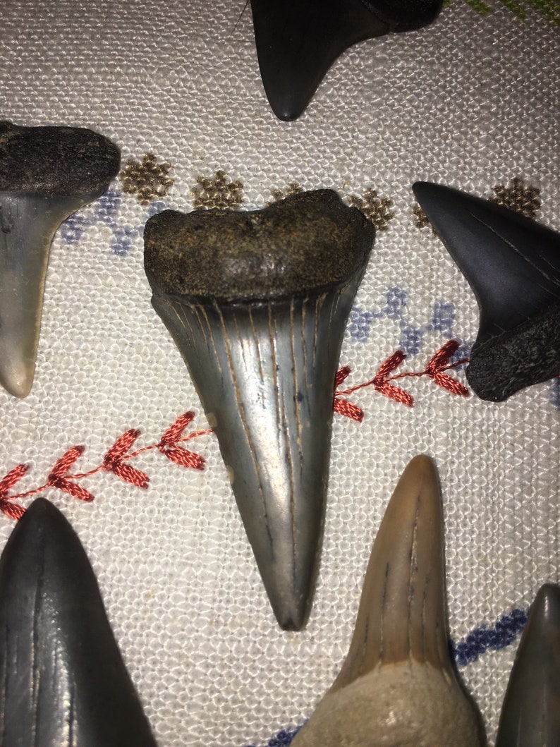 Fossil Mako Teeth!