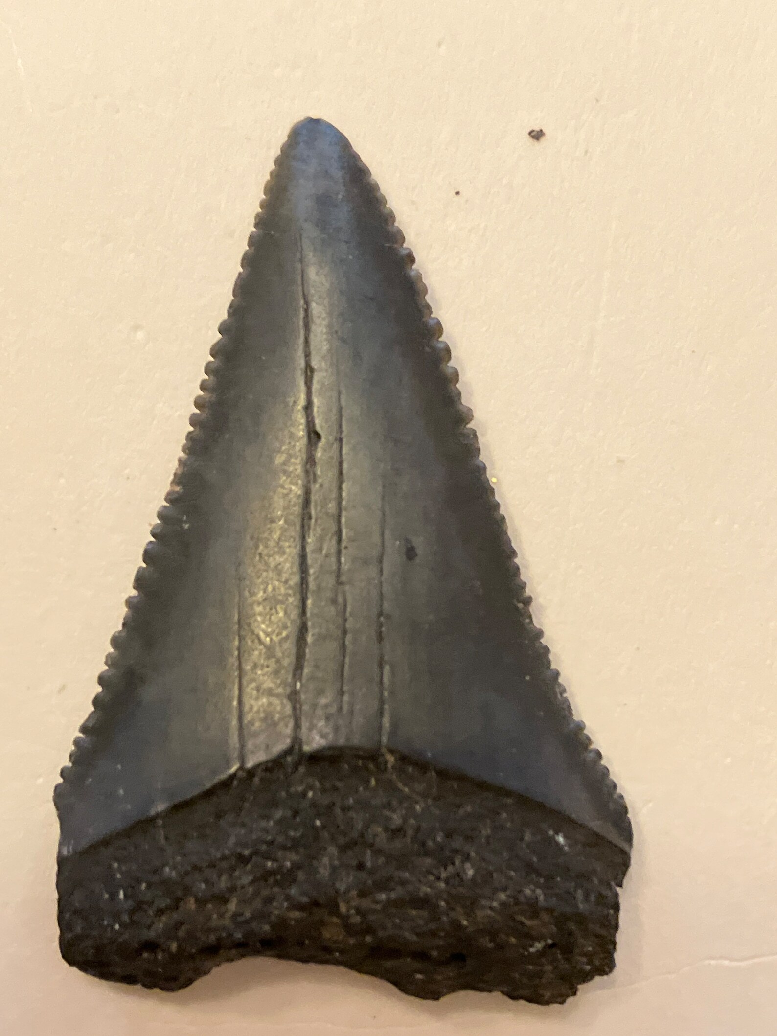 Fossil Great White Tooth - Etsy