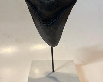Supporto per denti fossili di Megalodonte